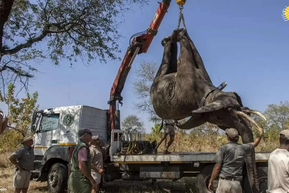 (ویدئو) عملیات انتقال ۲۵۰ فیل به ۳۵۰ کیلومتر دورتر از سکونتگاه
