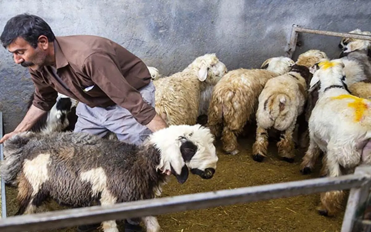 تایید واردات دام زنده از پاکستان