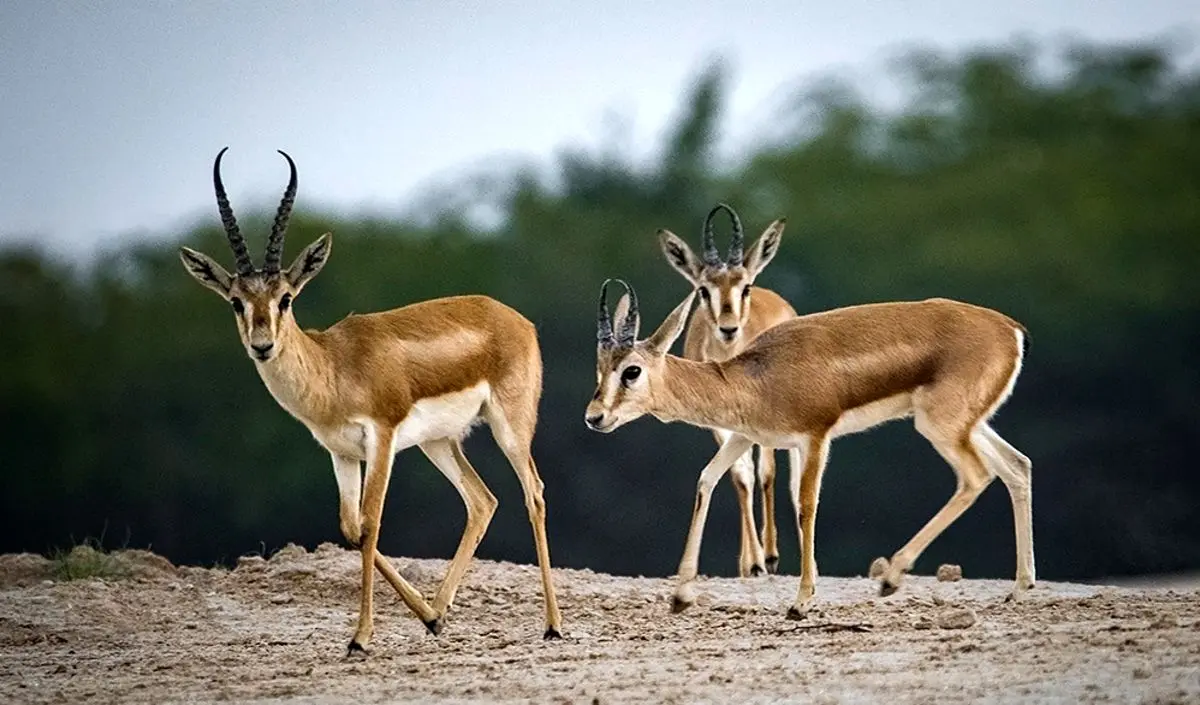 (ویدئو) آهوی کمیاب ایرانی به مرکز دفن زباله‌ها پناه آورده است