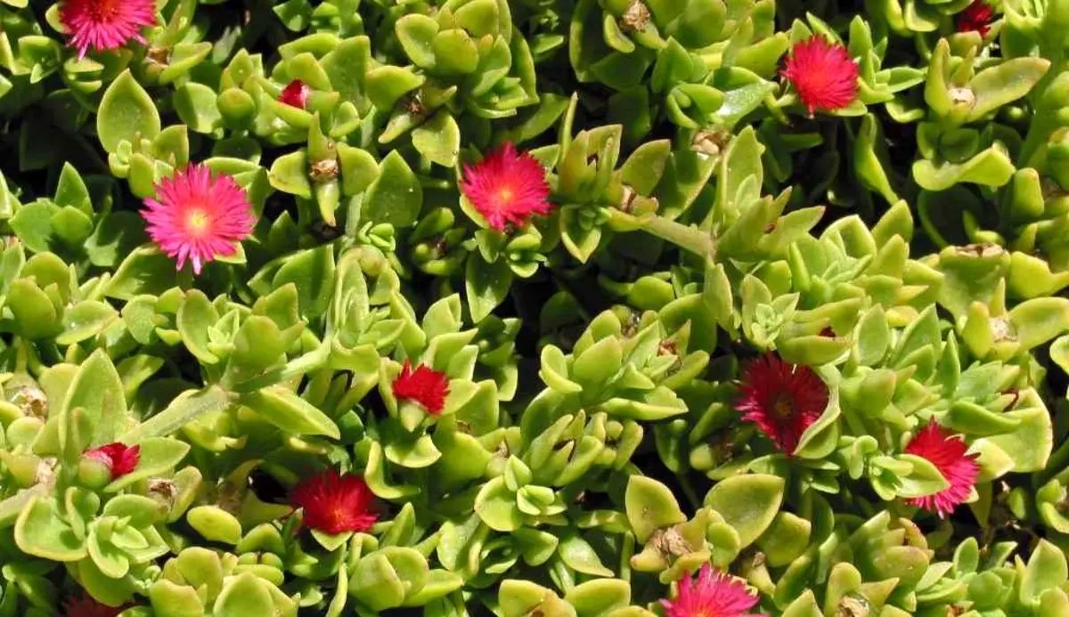 (ویدئو) گل ناز رونده‌ای که پرطرفدار است؛ شرایط نگهداری و تکثیر گل ناز یخی