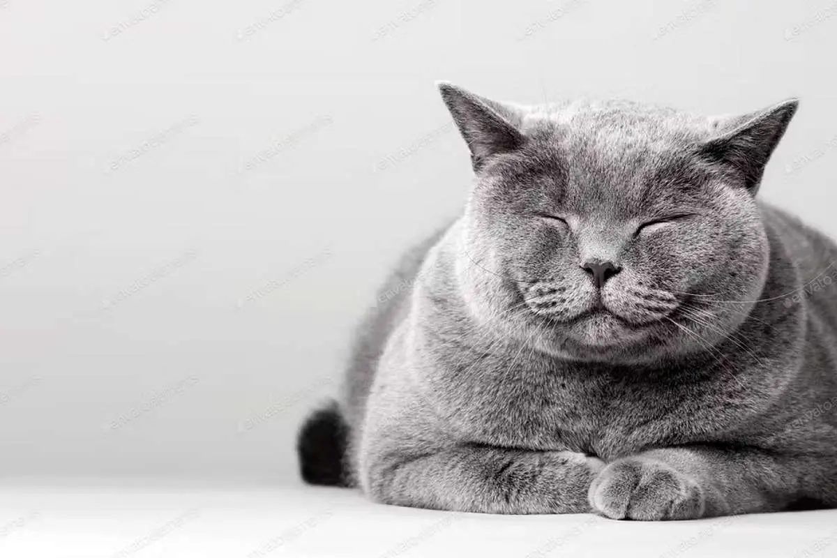 (ویدئو) حمله لاکپشت عصبانی به گربه خواب آلود!
