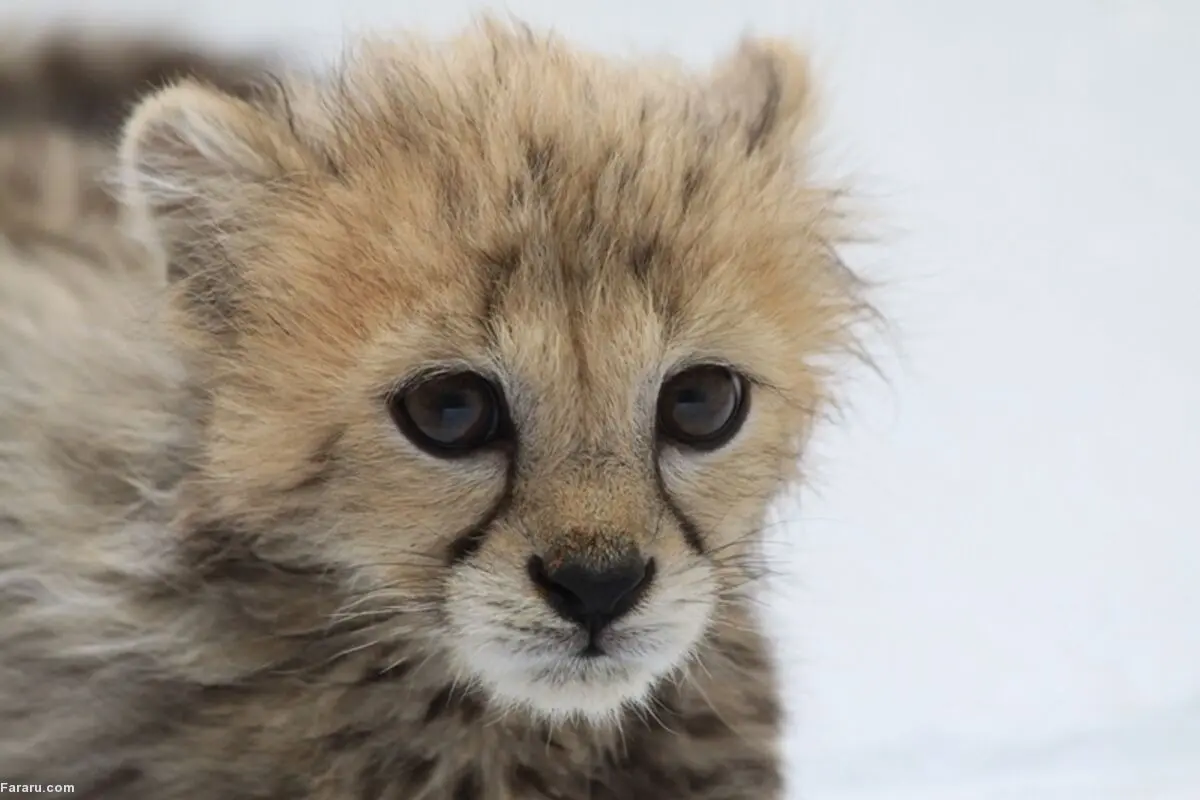 ویدئویی جدید از وضعیت تغذیه پیروز؛ توله یوز ایرانی