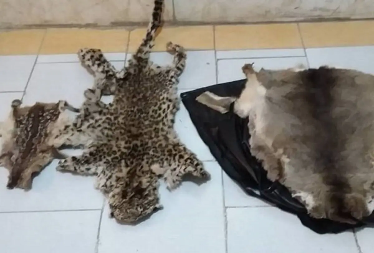 دستگیری شکارچی غیرمجاز پلنگ ایرانی