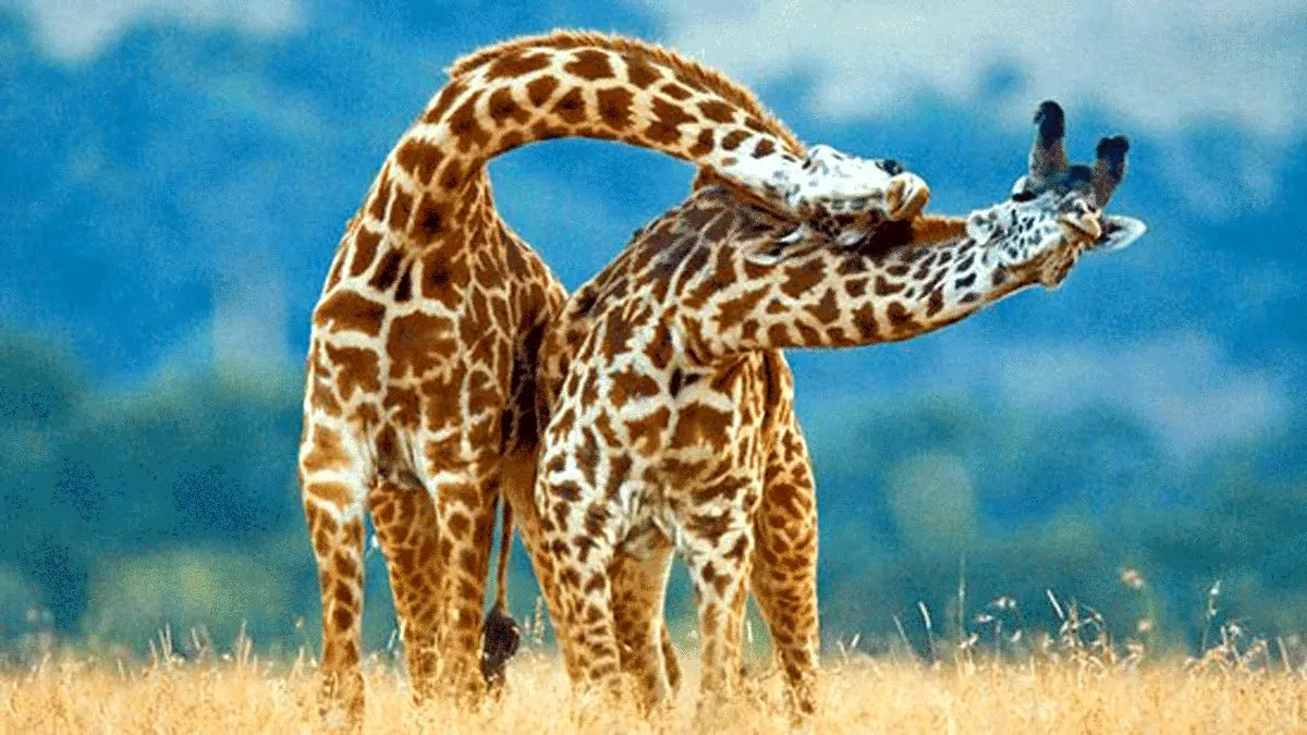 (ویدئو) دعوای زرافه‌ها