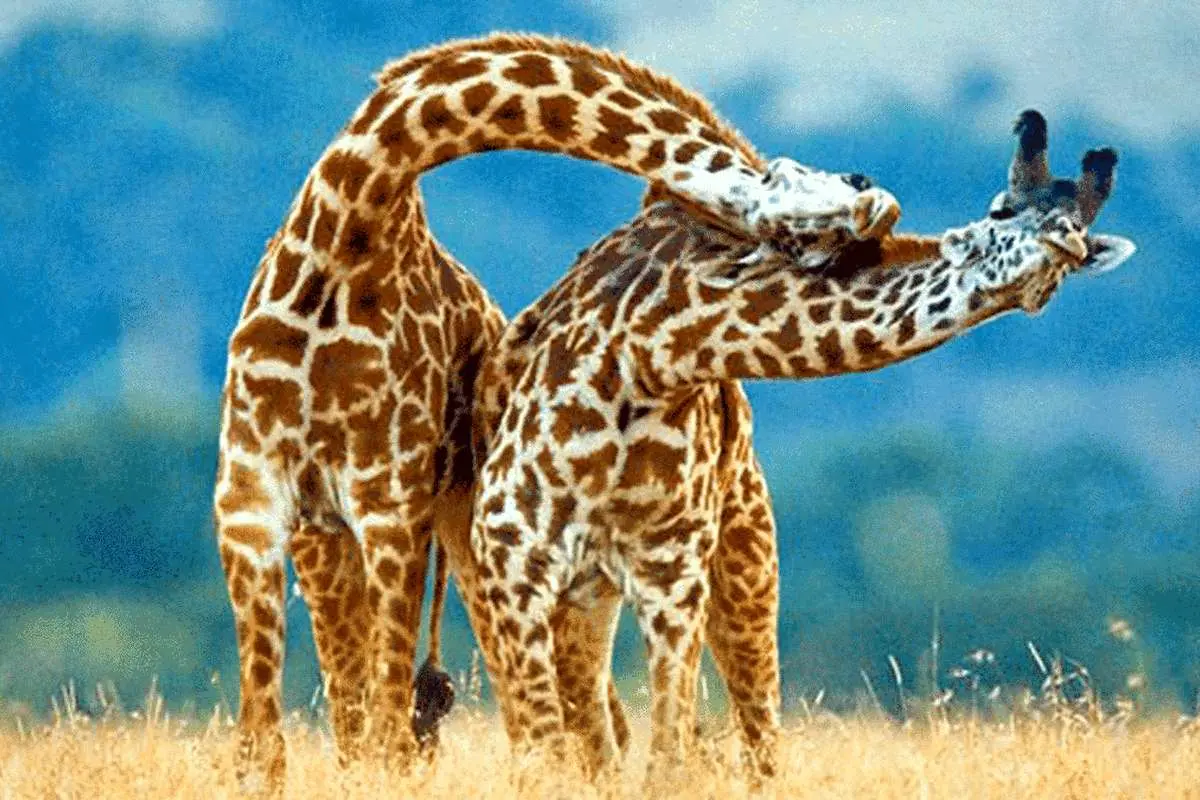 (ویدئو) دعوای زرافهها