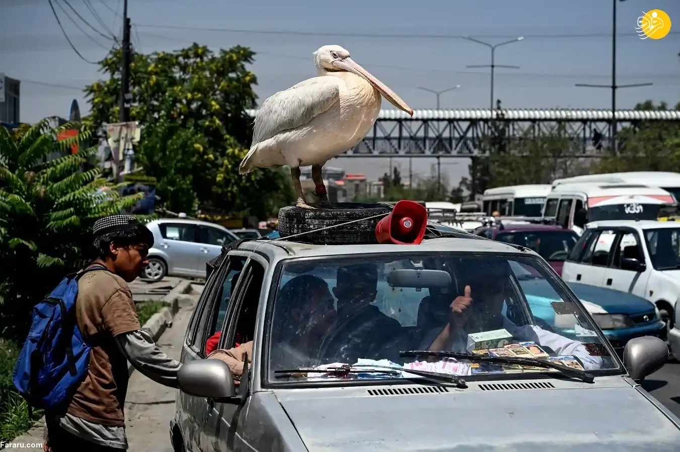 (عکس) یک پلیکان روی سقف خودرو شهروند افغان!