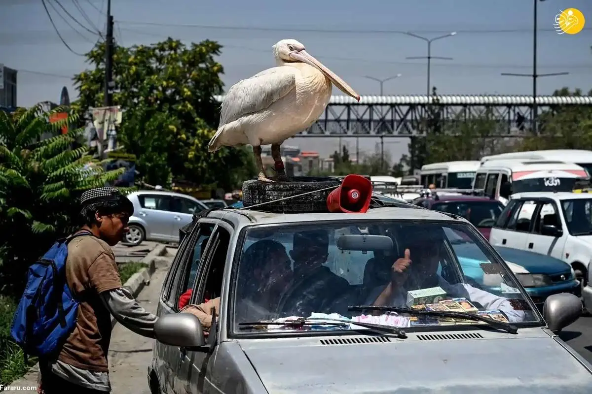 (عکس) یک پلیکان روی سقف خودرو شهروند افغان!