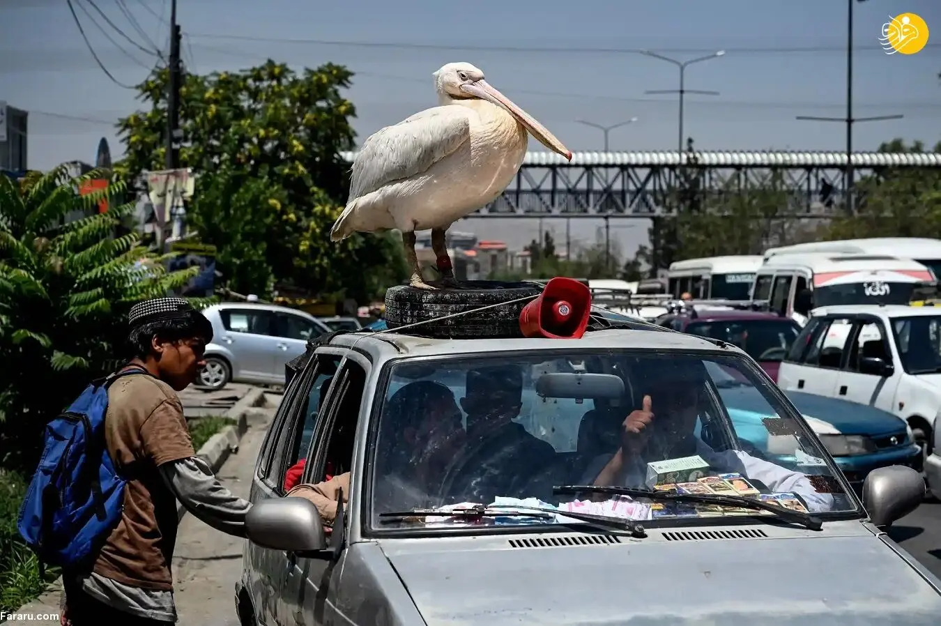 (عکس) یک پلیکان روی سقف خودرو شهروند افغان!