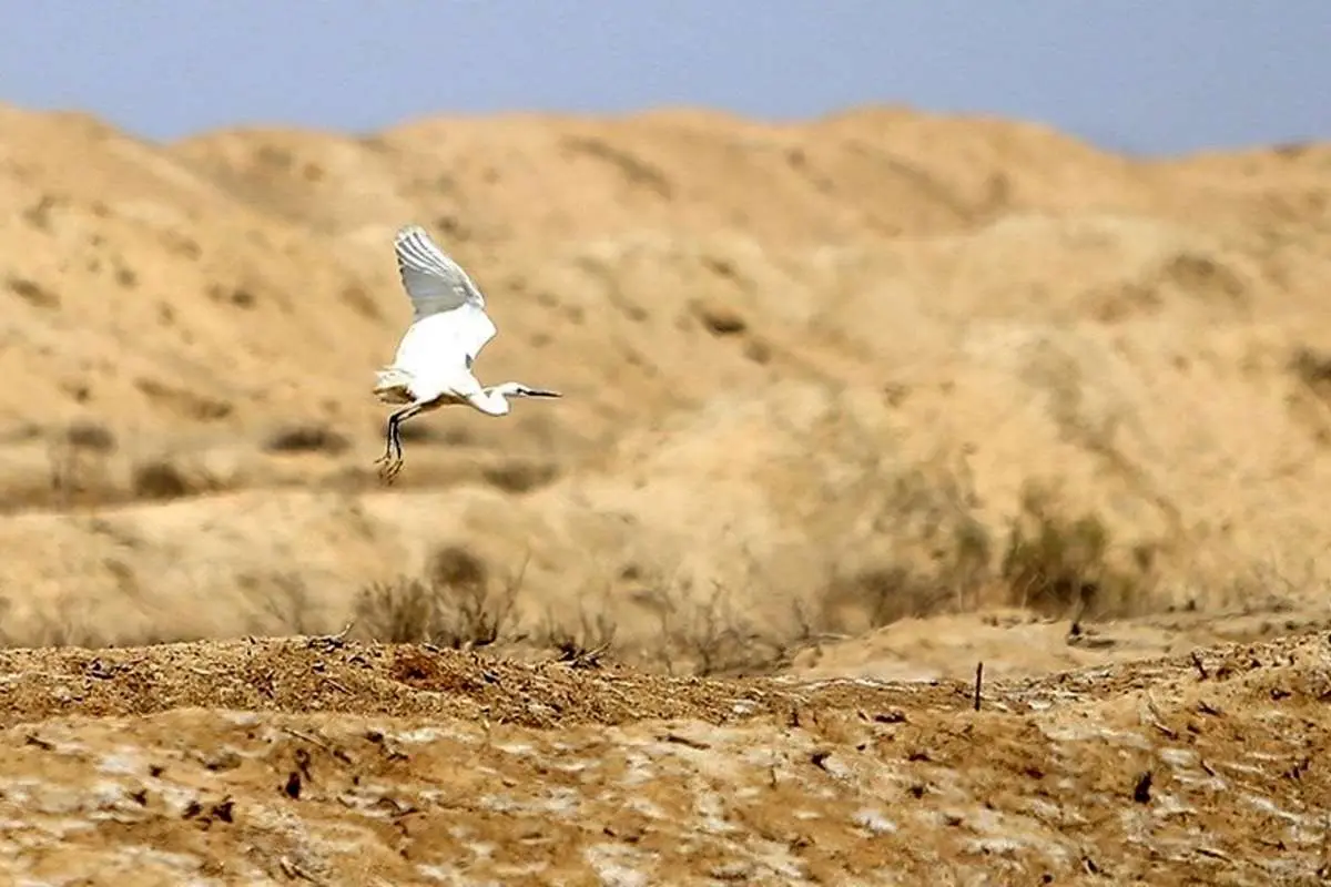 ۹۸ درصد تالاب گاوخونی خشک شد