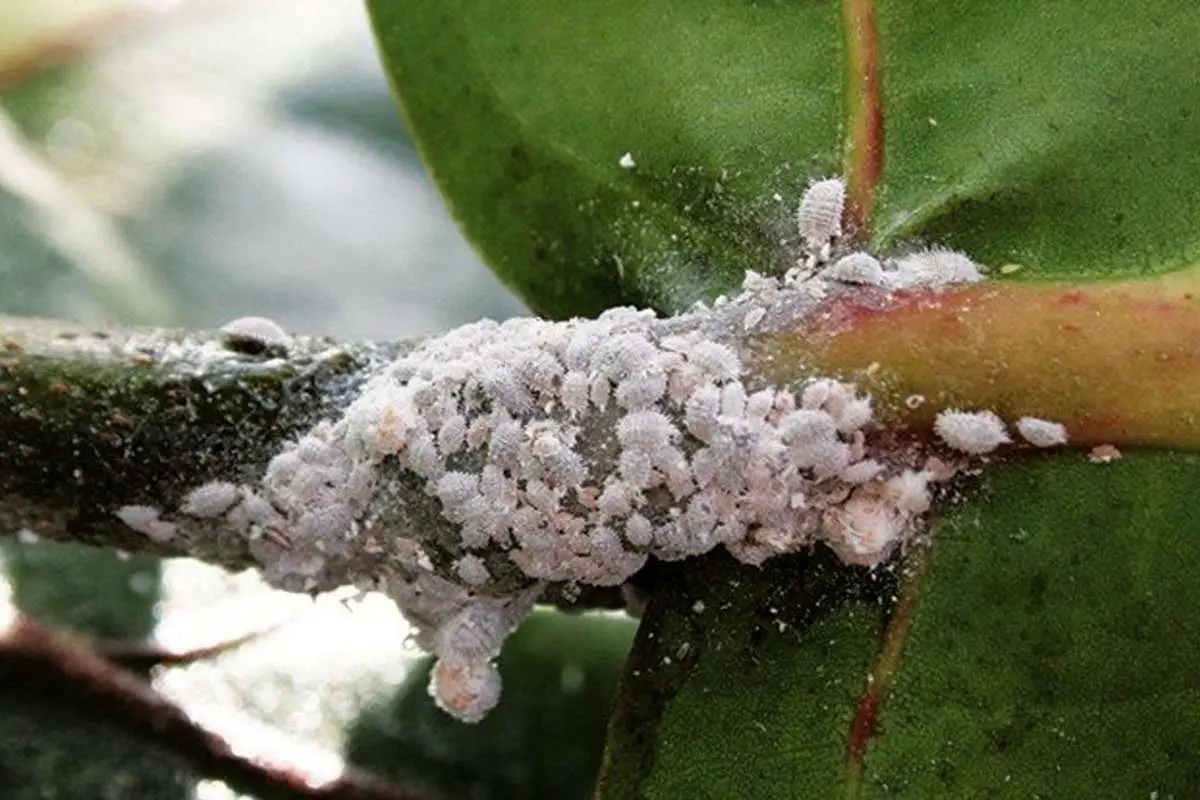 شپشک آرد آلود را چگونه از بین ببریم؟