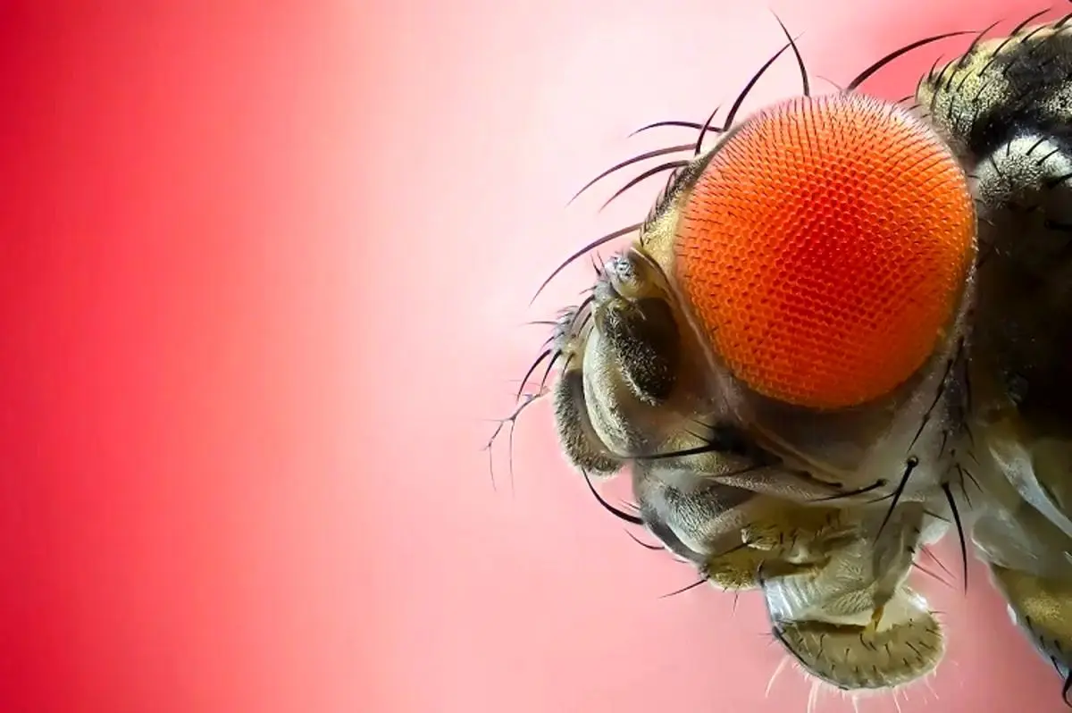 دانشمندان مغز مگس‌ را هک کردند!