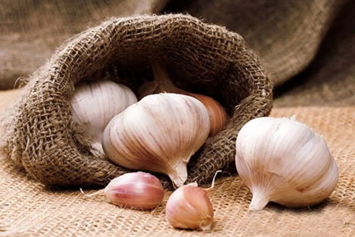 از خواص شگفت‌انگیز سیر چه می‌دانید؟