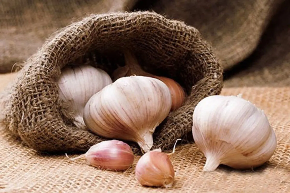 از خواص شگفت‌انگیز سیر چه می‌دانید؟