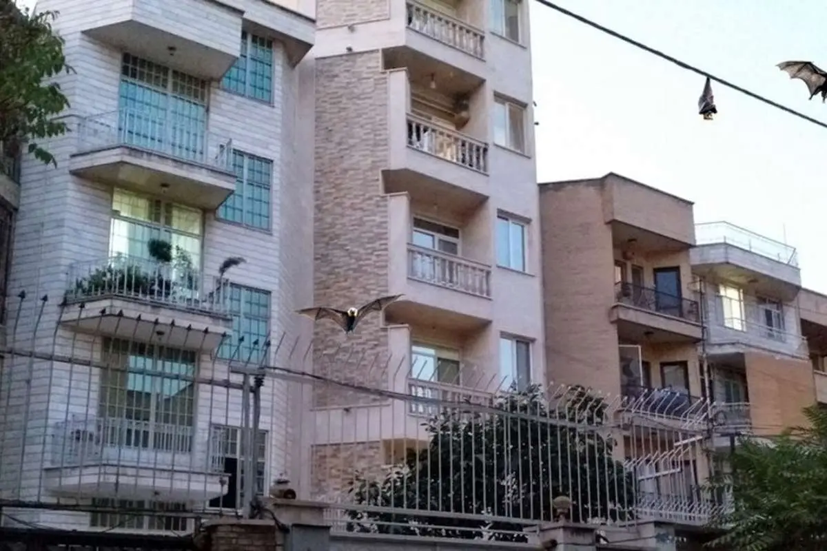 (ویدئو) حمله خفاشها به غرب تهران