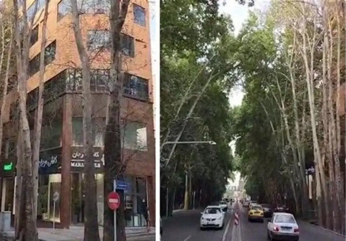 خشکاندن عمدی ۱۳ اصله درخت در خیابان ولی‌عصر