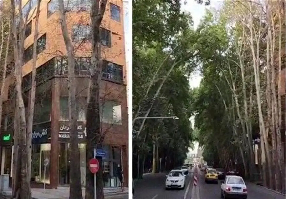 خشکاندن عمدی ۱۳ اصله درخت در خیابان ولی‌عصر
