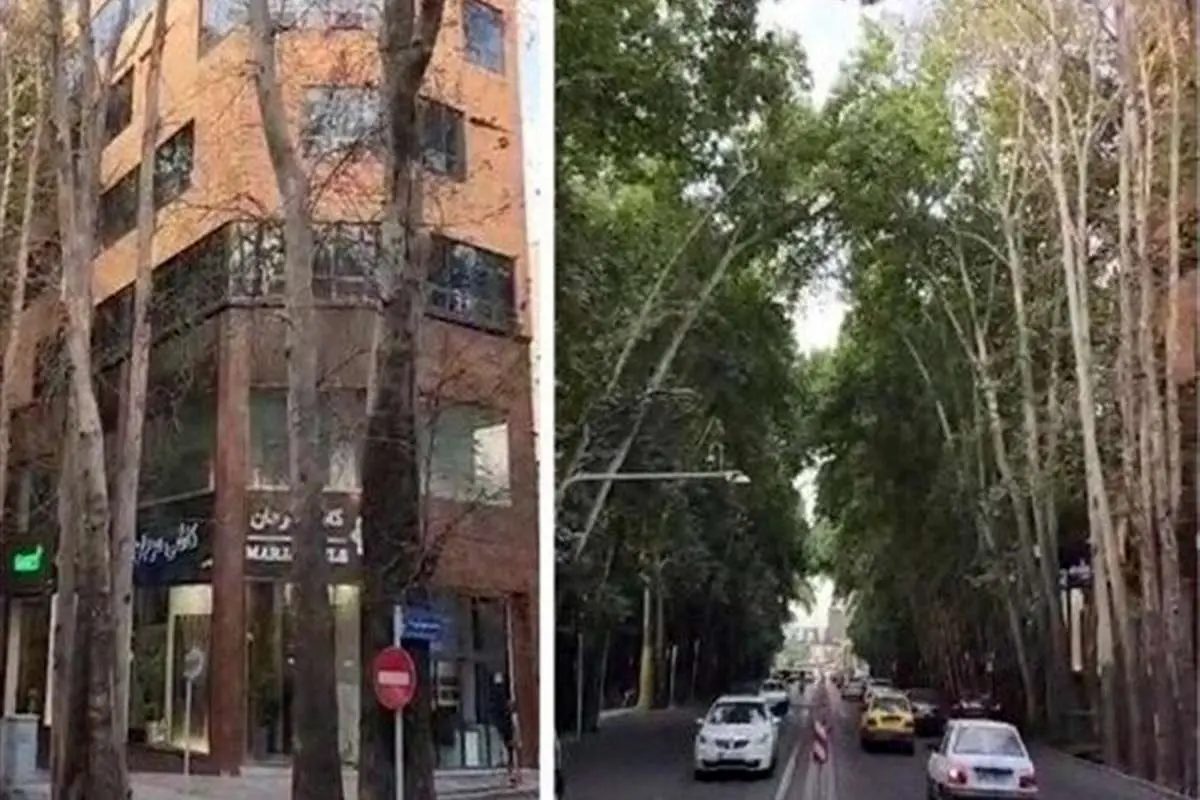 خشکاندن عمدی ۱۳ اصله درخت در خیابان ولیعصر