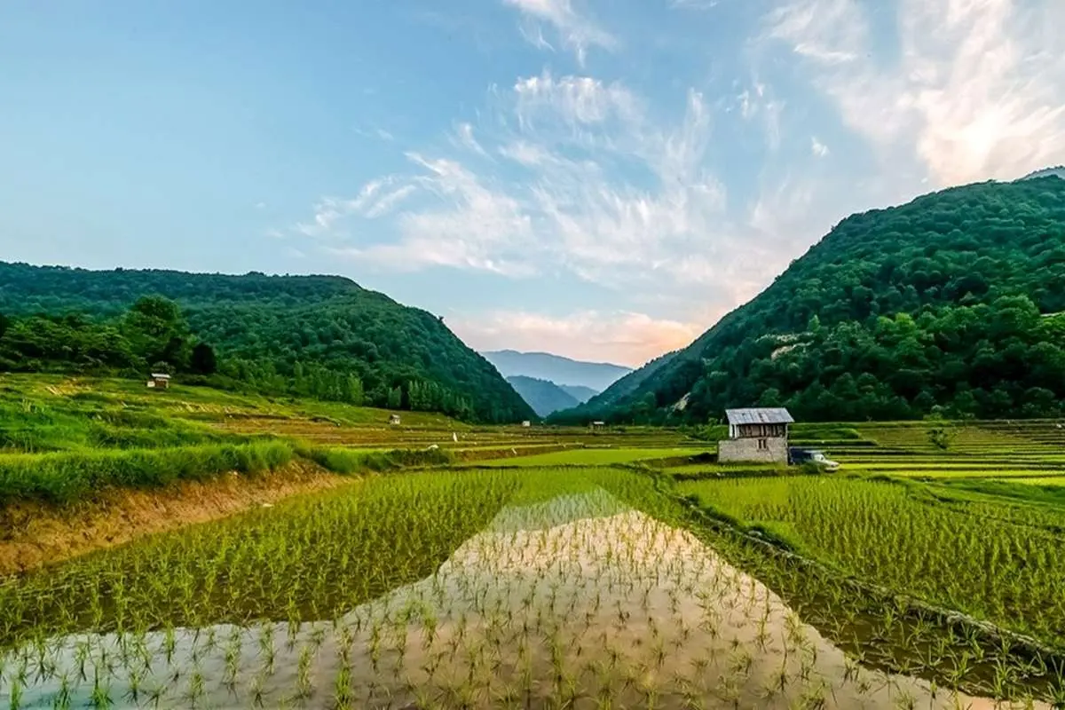 (تصاویر) مزارع برنج مازندران
