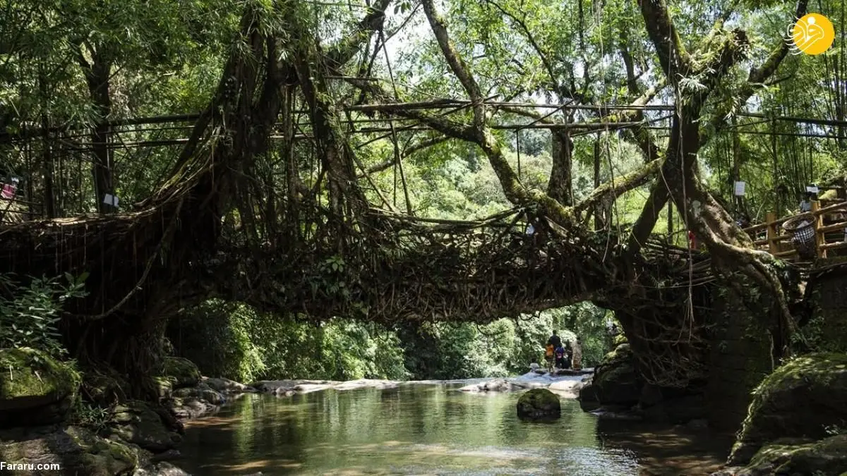 (تصاویر) پل‌های ریشه‌ای زنده!