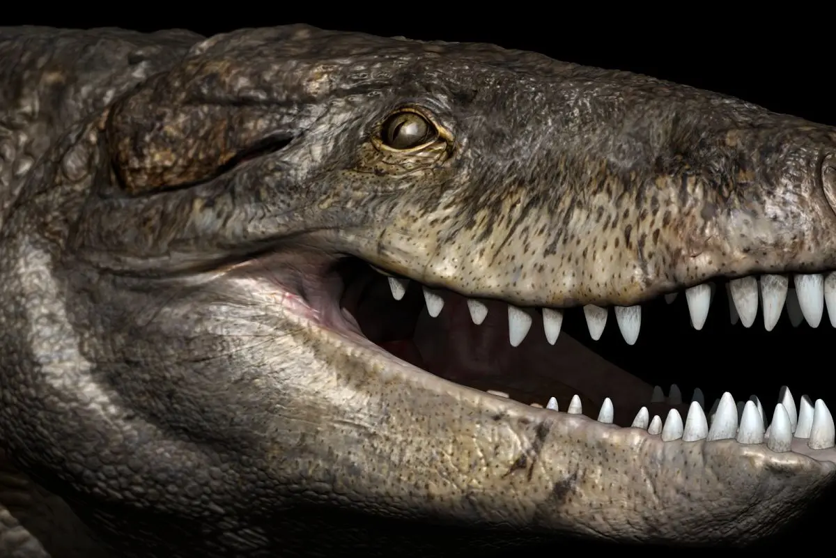 (تصویر) کشف یک کروکودیل آدمخوار ۱۸ میلیون ساله!