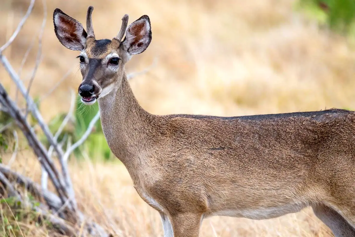 (ویدئو) مکالمه خنده‌دار یک دختر جوان با یک گوزن و شترمرغ!