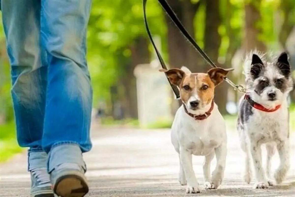 پلیس:‌ ورود سگ به پارک‌ها ممنوع است