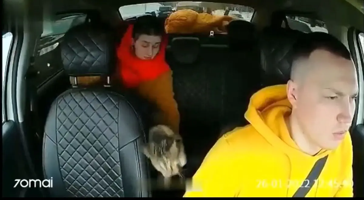 (ویدئو) گربه مسافر راننده تاکسی را به وحشت انداخت