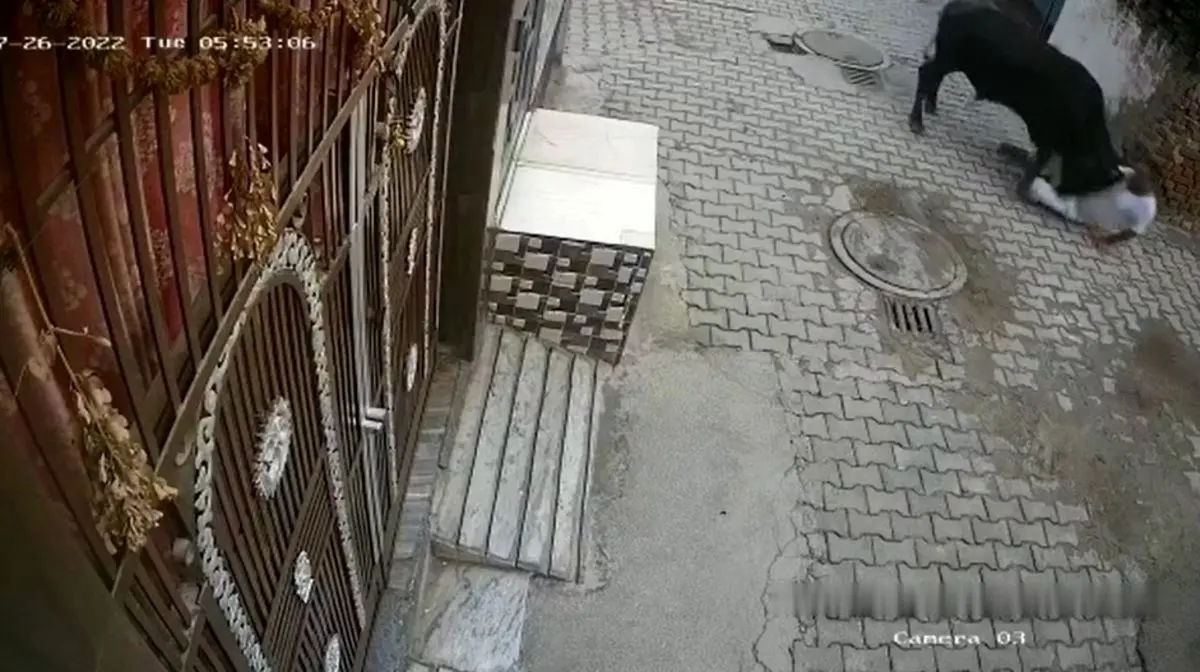 (ویدئو) حمله گاو خشمگین به مرد عصا به دست