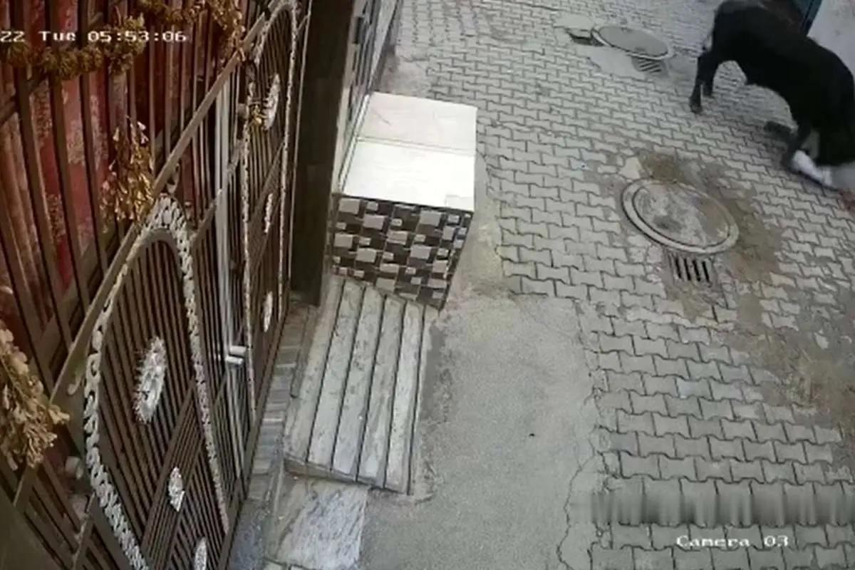 (ویدئو) حمله گاو خشمگین به مرد عصا به دست