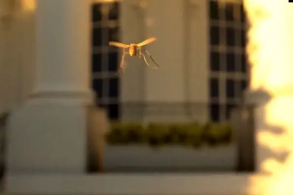 پهپاد ۴۰ گرمی شکار پشه وارد بازار می‌شود