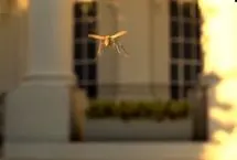 پهپاد ۴۰ گرمی شکار پشه وارد بازار می‌شود