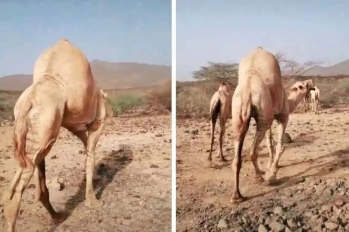(ویدئو) شتری با کوهان عجیب