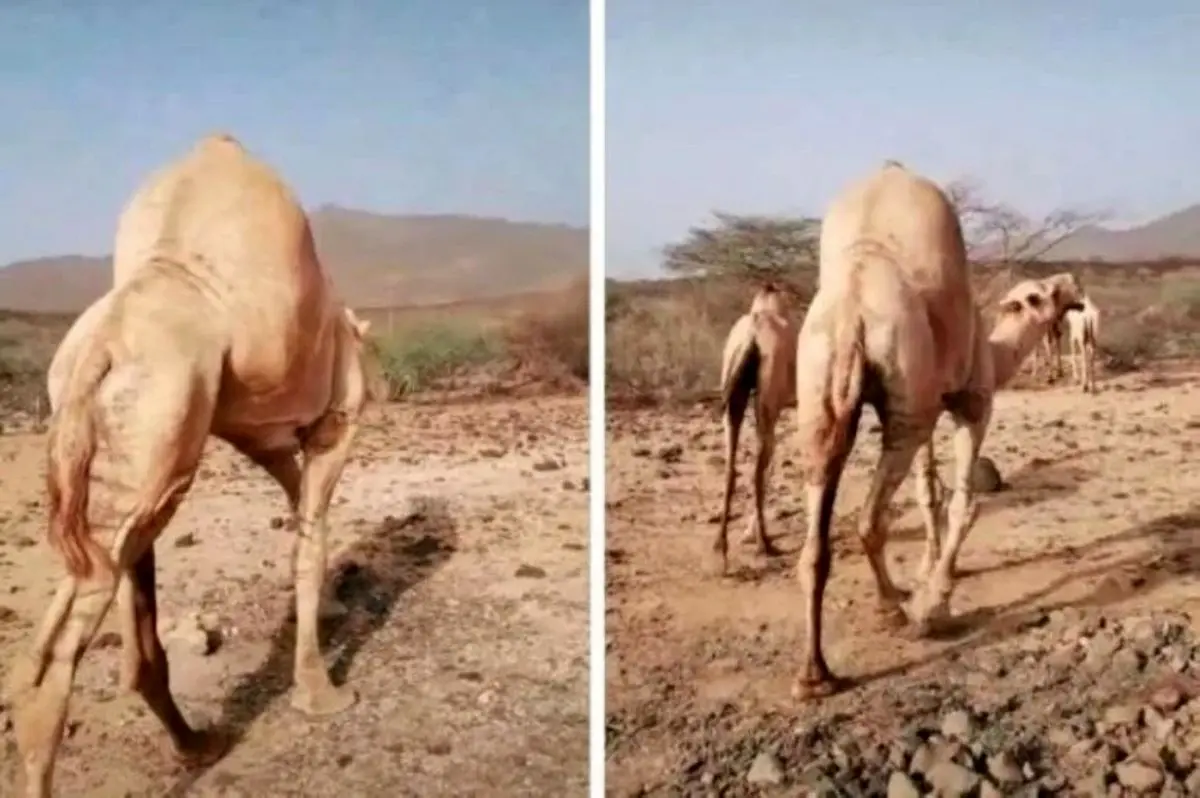 (ویدئو) شتری با کوهان عجیب