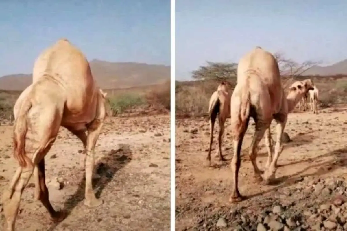 (ویدئو) شتری با کوهان عجیب