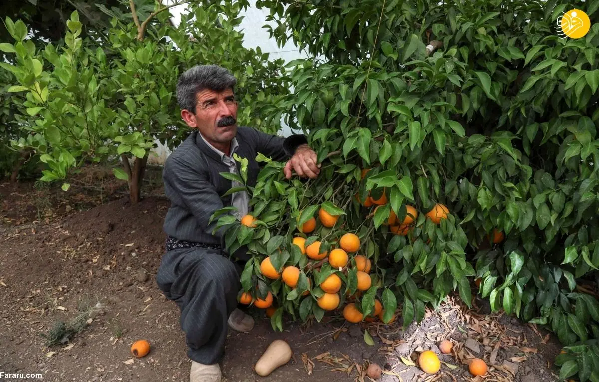 (ویدئو) کشاورزی که در شبکه‌های اجتماعی معروف شد؛ تو باید وزیر می‌شدی!