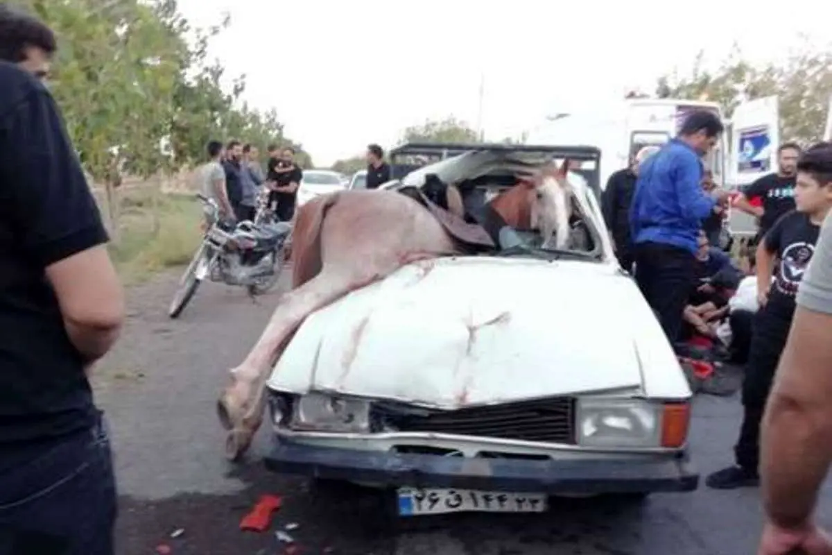 مرگ یک اسب در تصادف با پیکان و مصدومیت ۶ نفر