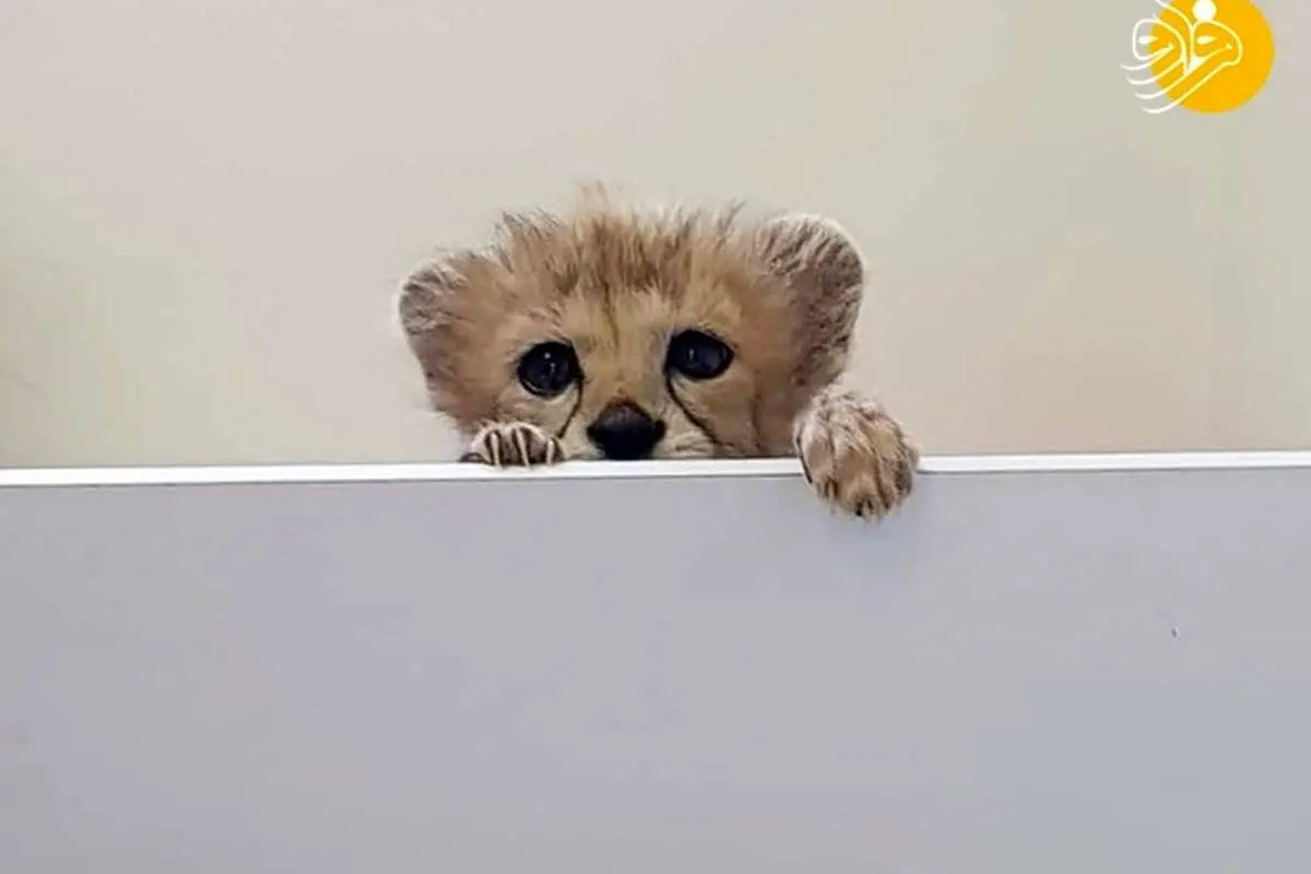 (عکس) حال پیروز خوب است
