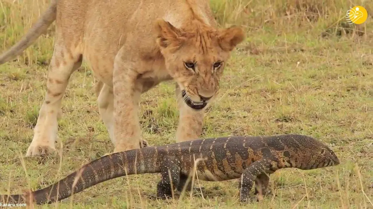 (ویدئو) سیلی زدن بزمجه به شیر و بچه‌هایش!