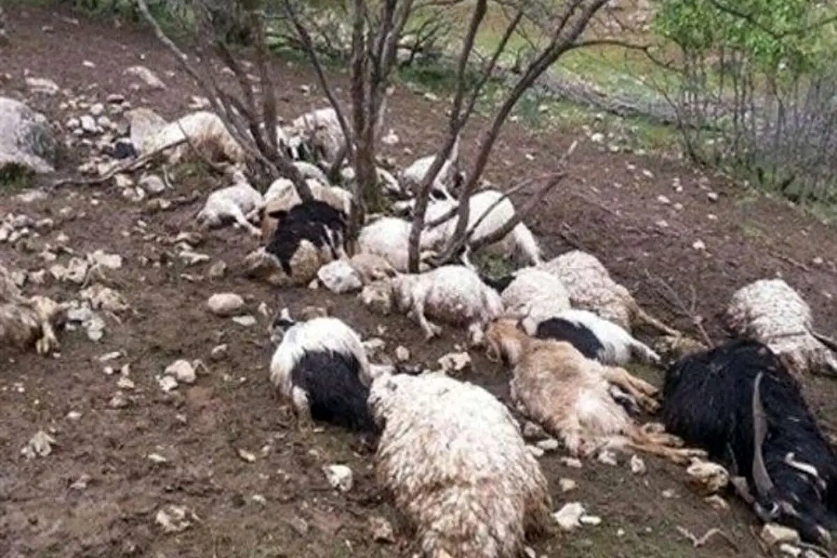 صاعقه گله گوسفند را تلف کرد