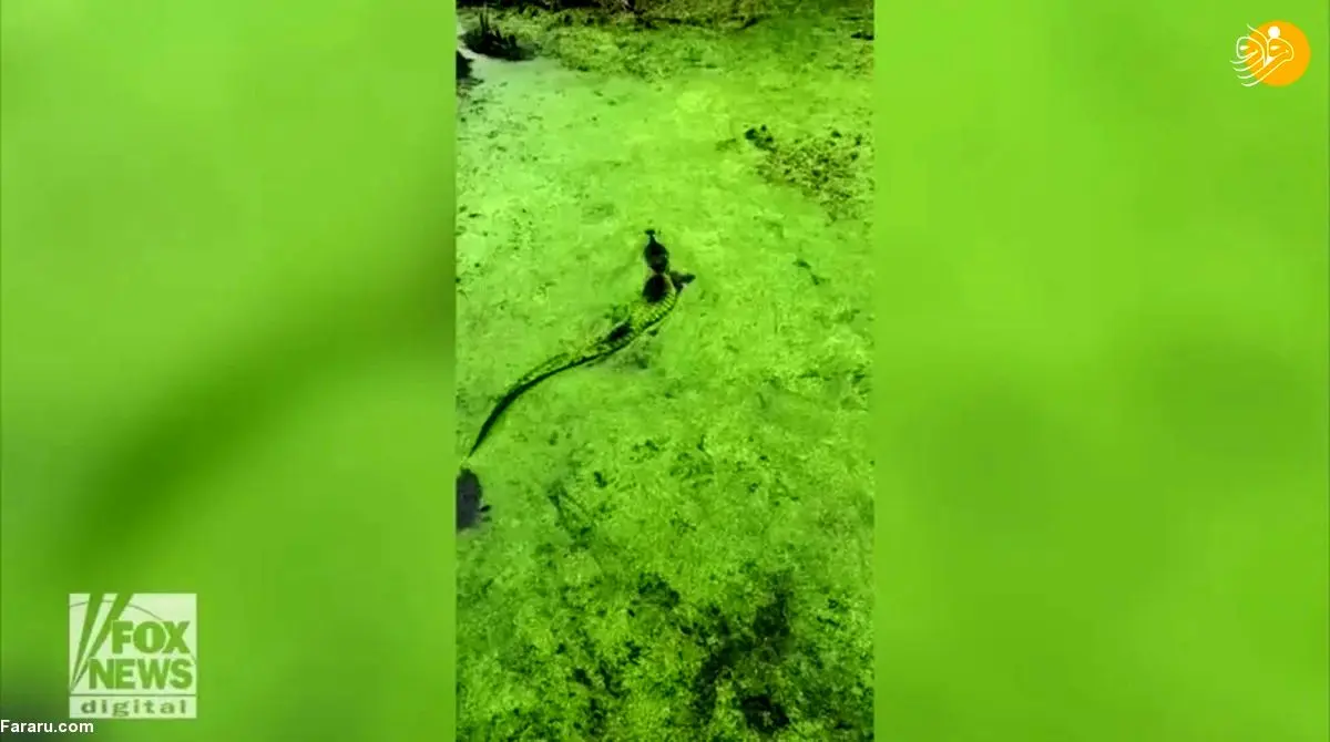 (ویدئو) استتارِ سبز تمساح!