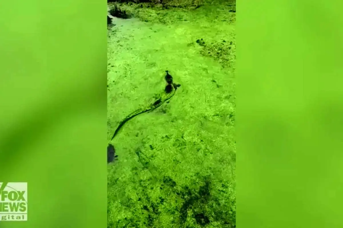 (ویدئو) استتارِ سبز تمساح!