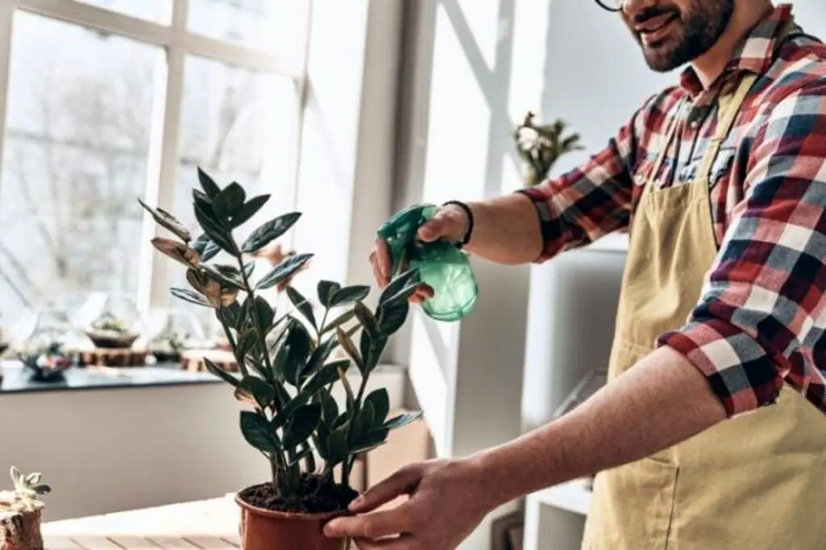 ۶ راهکار ساده برای از بین بردن پشه گلدان خانگی