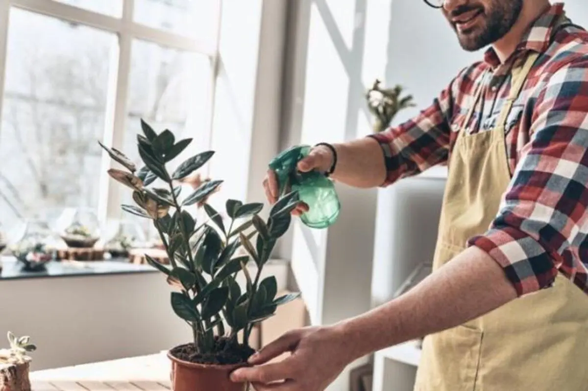 ۶ راهکار ساده برای از بین بردن پشه گلدان خانگی