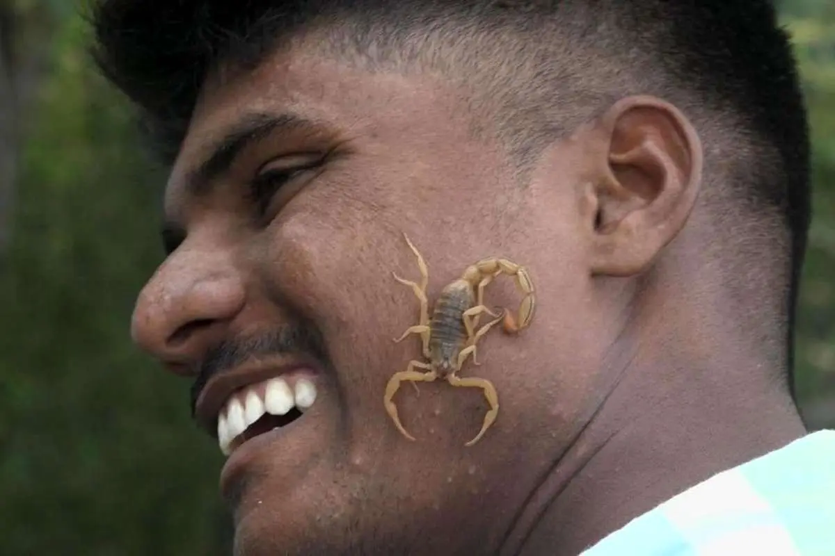(ویدئو) چرا هندوها عقربهای زنده روی صورت و زبان خود میگذارند!