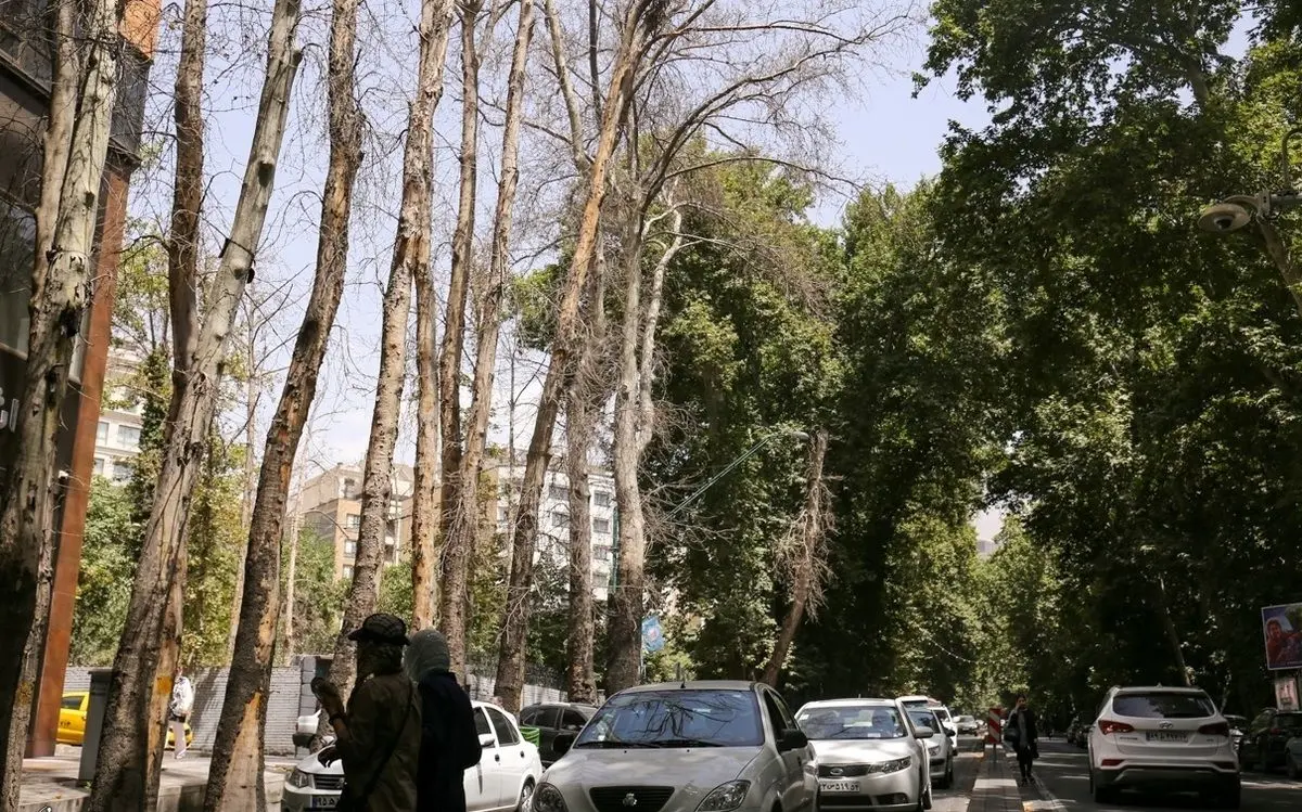 (ویدئو) داستان تلخ خشکاندن درختان دنباله‌دار شد؛ این بار در شمال تهران