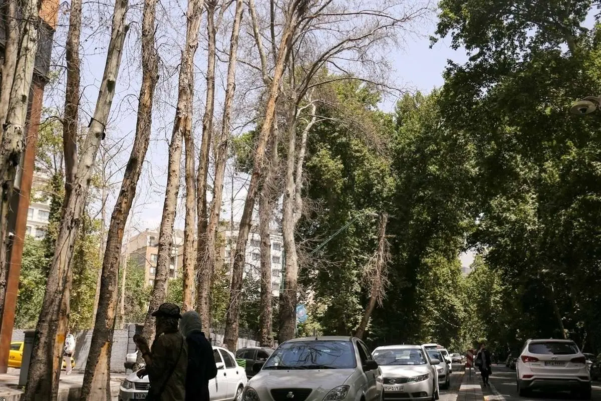 (ویدئو) داستان تلخ خشکاندن درختان دنبالهدار شد؛ این بار در شمال تهران
