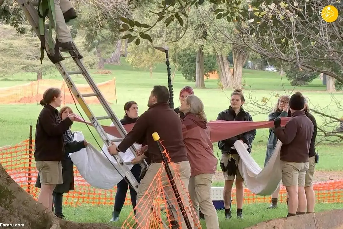 (ویدئو) پاندای فراری از باغ وحش روی درخت انجیر دیده شد