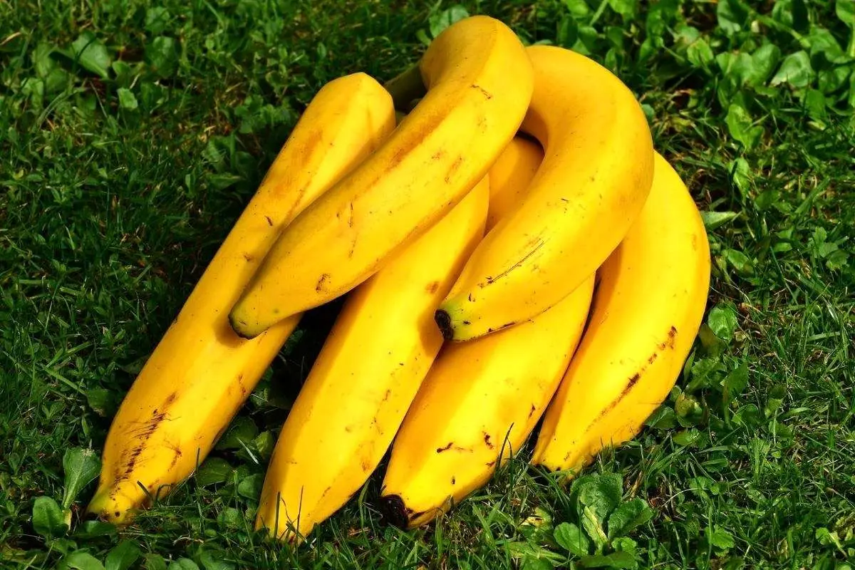 کاهش خطر برخی سرطانهای ارثی با مصرف روزانه موز