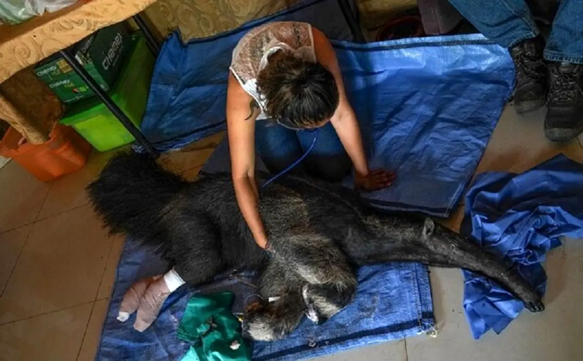 (ویدئو) نجات مورچه‌خوار از آتش‌سوزی