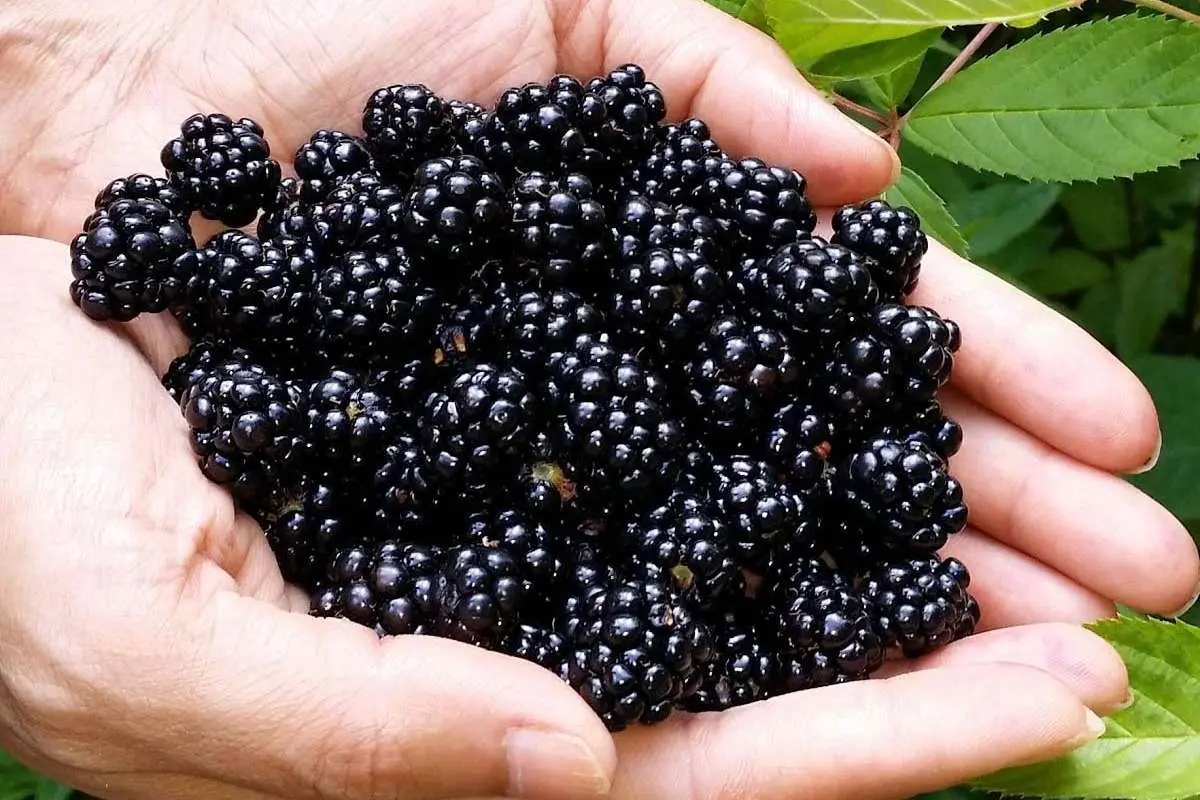 سالمترین میوهها برای مدیریت قند خون
